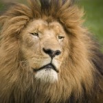 Lory Park Zoo Lion Skrik