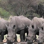 Rhino Day – How Can I help?