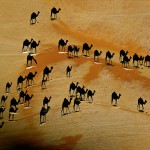 If I were looking for 90 camels in South Africa?