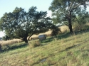 Farm-for-sale-in-Walkerville